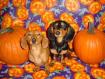 halloweenies.jpg - 3877 Bytes