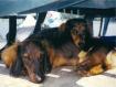 sheppieandshelby.jpg - 3188 Bytes