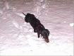 snowdachsie.jpg - 2471 Bytes