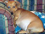 7dachsmom3sm.jpg - 9011 Bytes