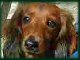 CutieRudy.jpg - 2749 Bytes