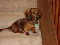 angusonstairs.jpg - 9115 Bytes