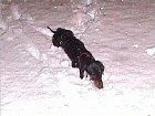 snowdachs.jpg - 1765 Bytes